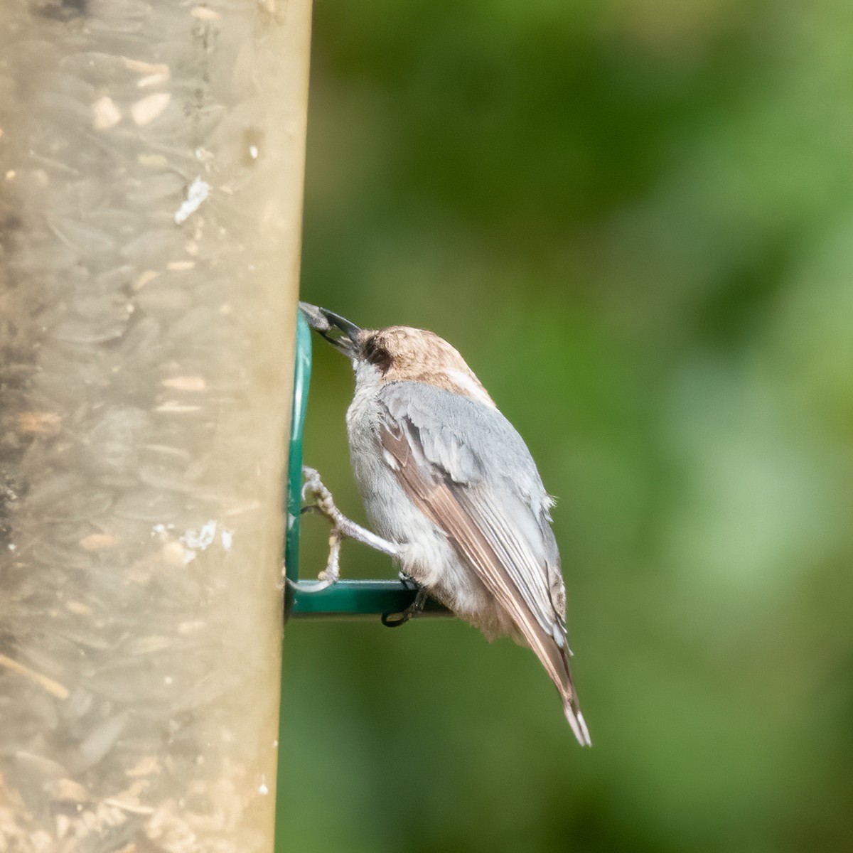 Brown-headed Nuthatch - ML609256633