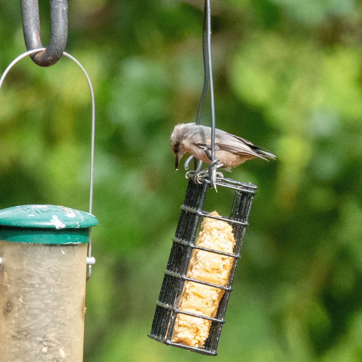 Brown-headed Nuthatch - ML609256634