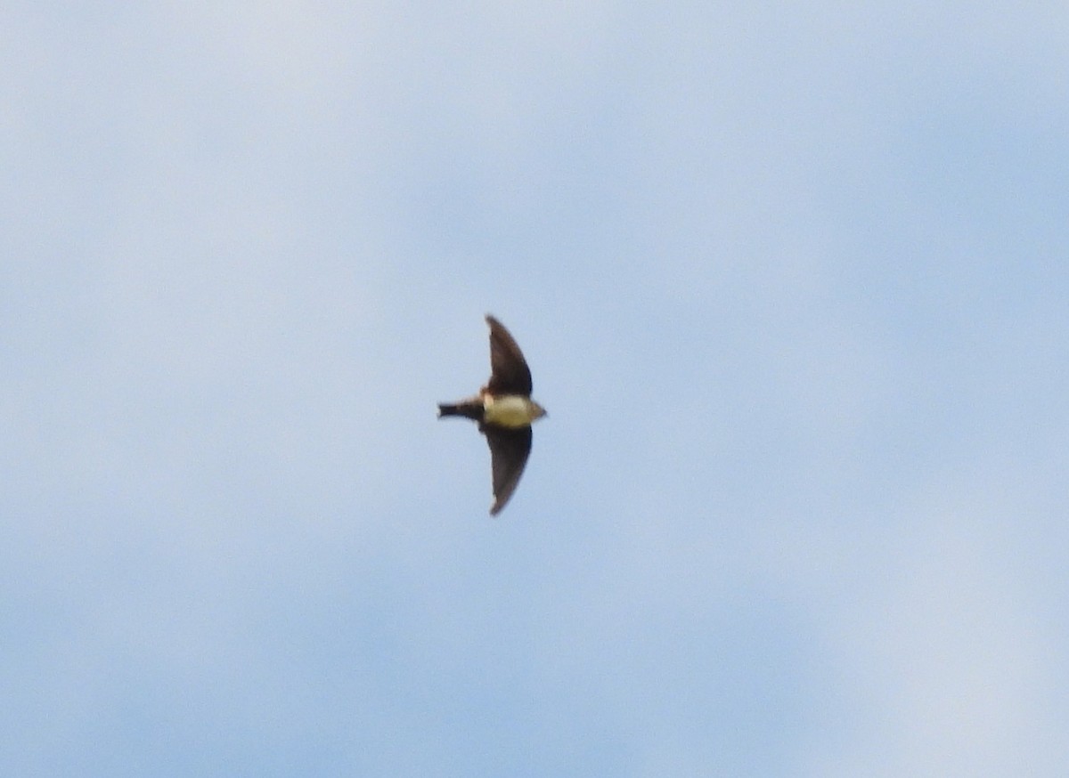 Black-capped Swallow - ML609256726