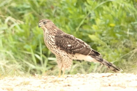 Cooper's Hawk - Karen Thompson