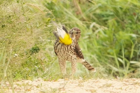 Cooper's Hawk - Karen Thompson