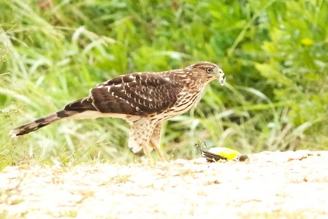 Cooper's Hawk - Karen Thompson