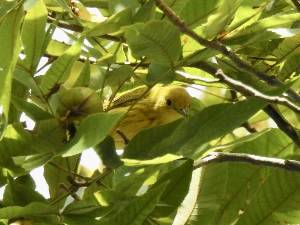 Yellow Warbler - Nan Dewire
