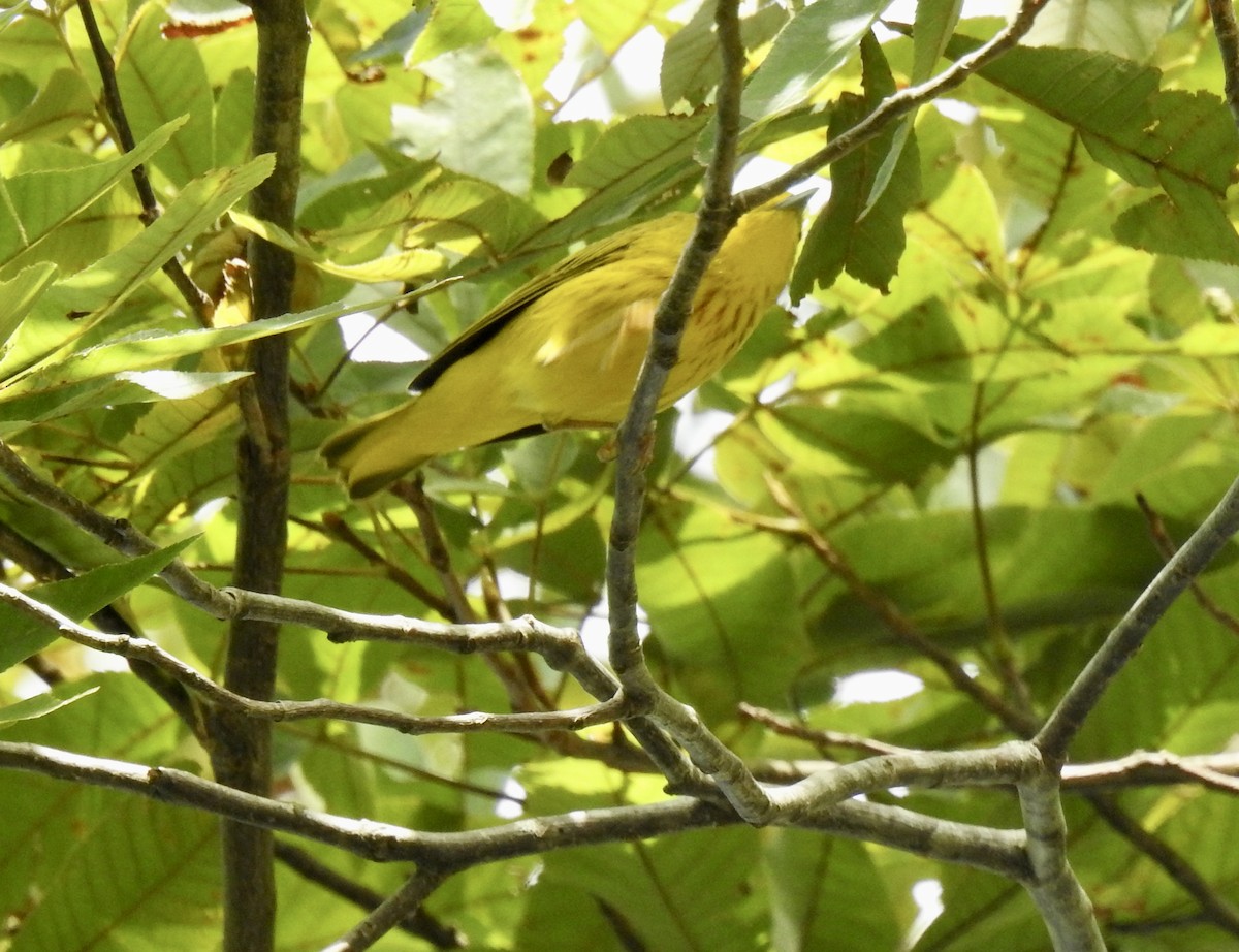 Yellow Warbler - ML609256981