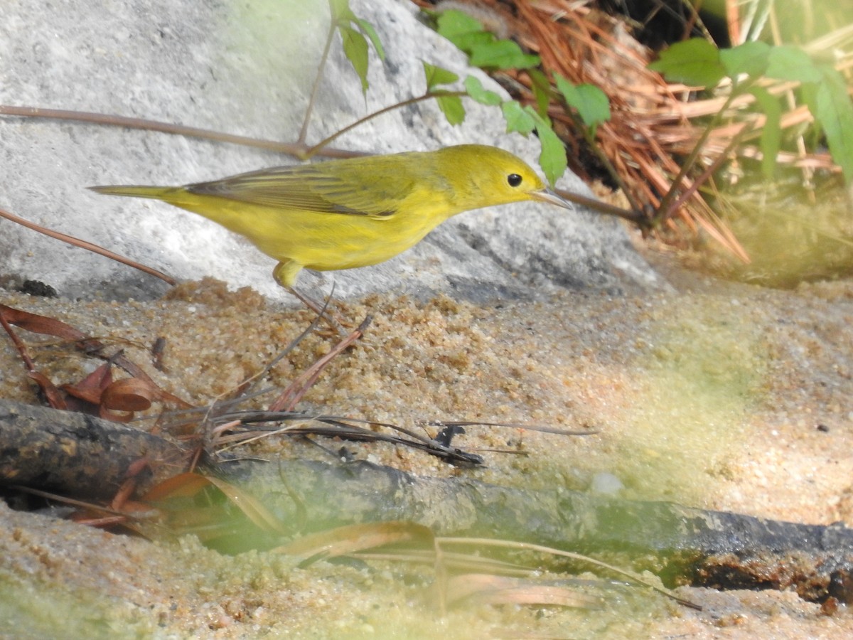 Yellow Warbler - Nan Dewire