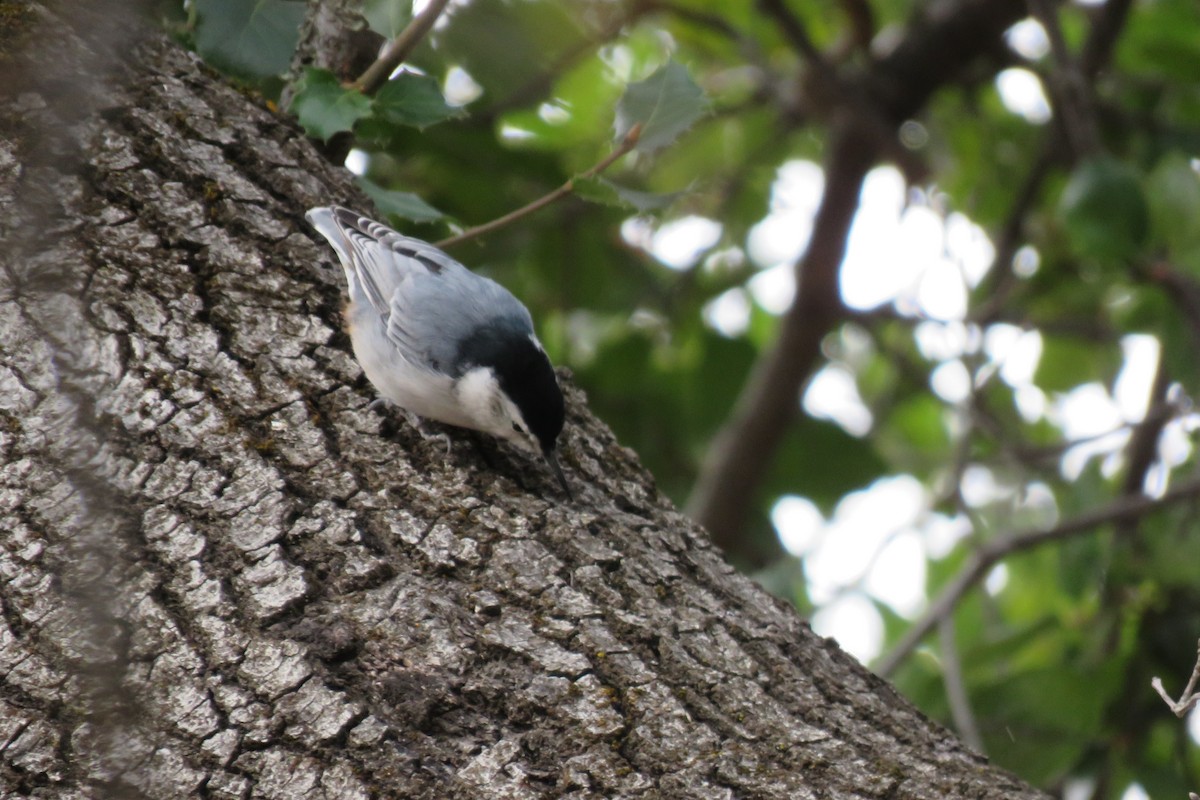 White-breasted Nuthatch - Bruce Deuel