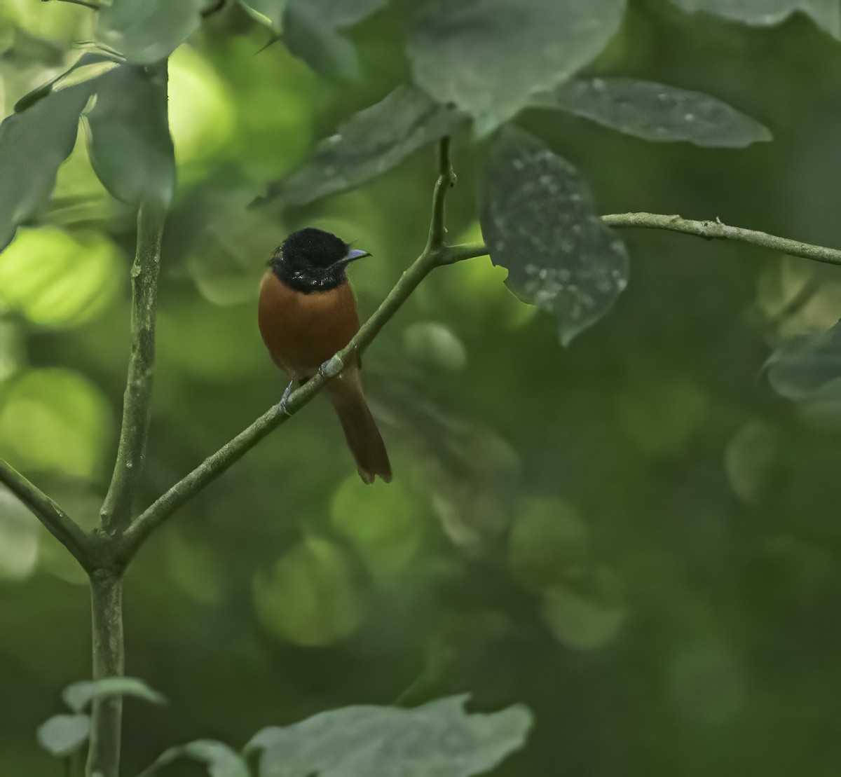 Black-headed Paradise-Flycatcher (Red-bellied) - Per Smith