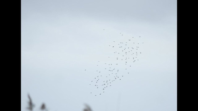 Pectoral Sandpiper - ML609257204