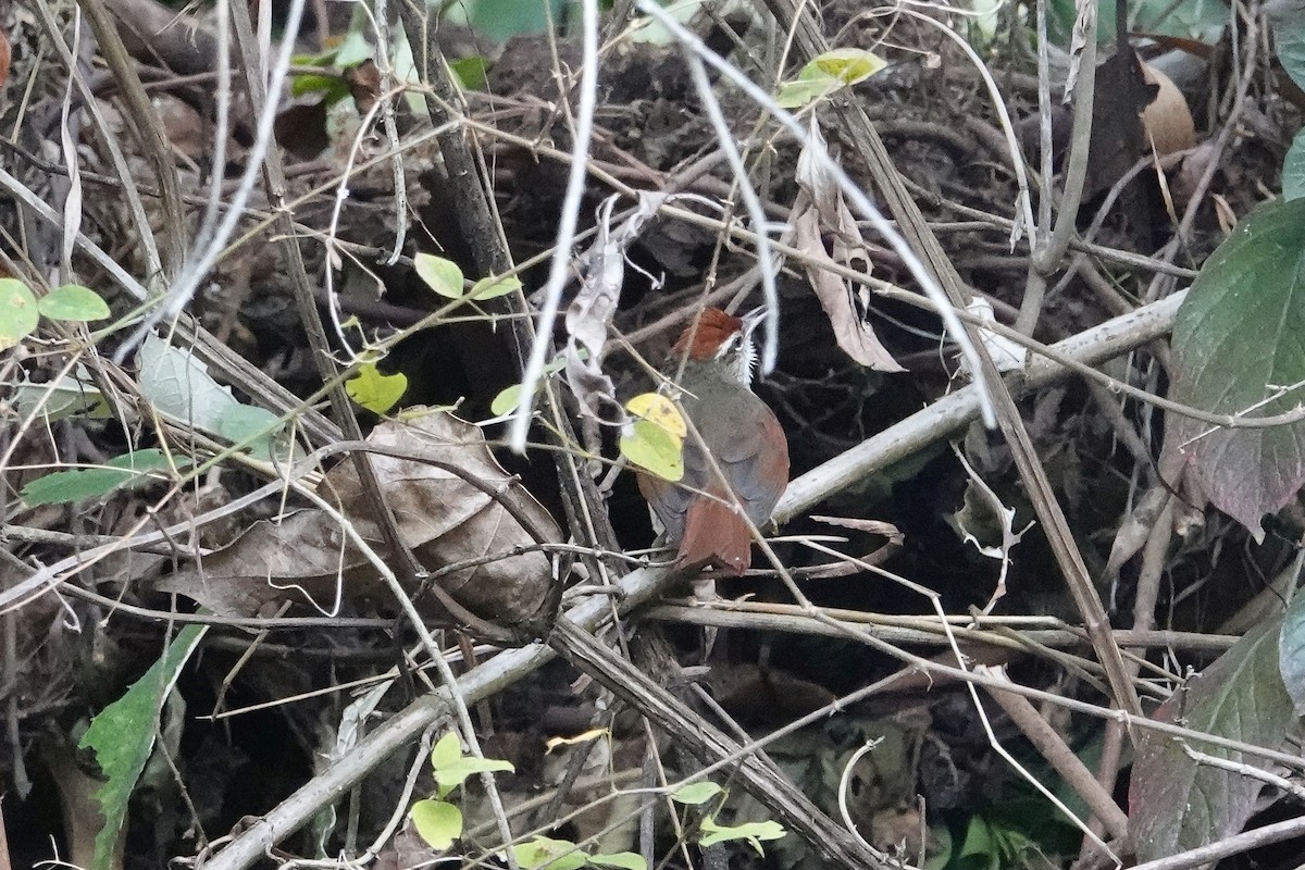 Line-cheeked Spinetail (Baron's) - ML609257230