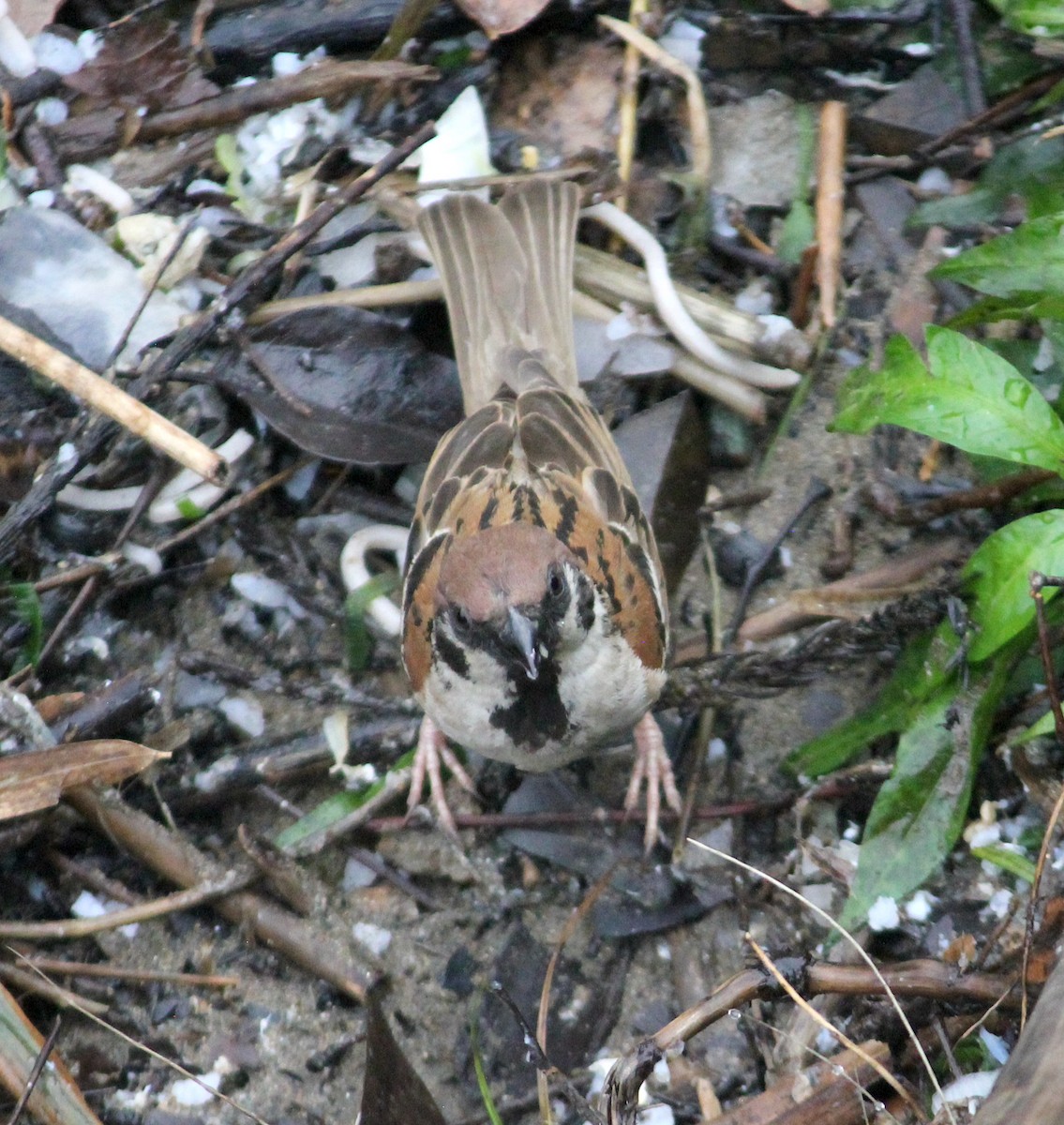 Eurasian Tree Sparrow - ML609257506