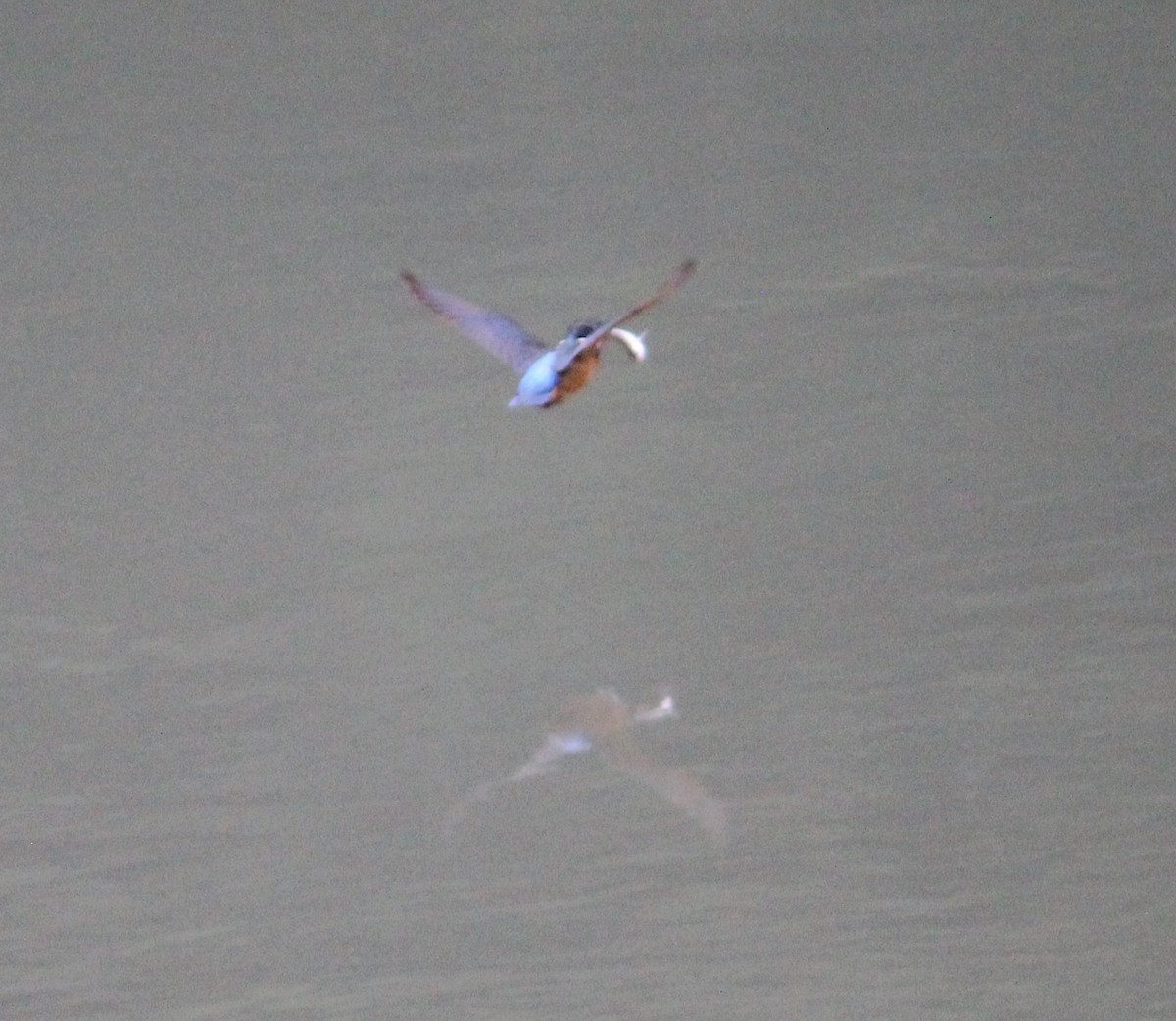 Common Kingfisher - ML609257531