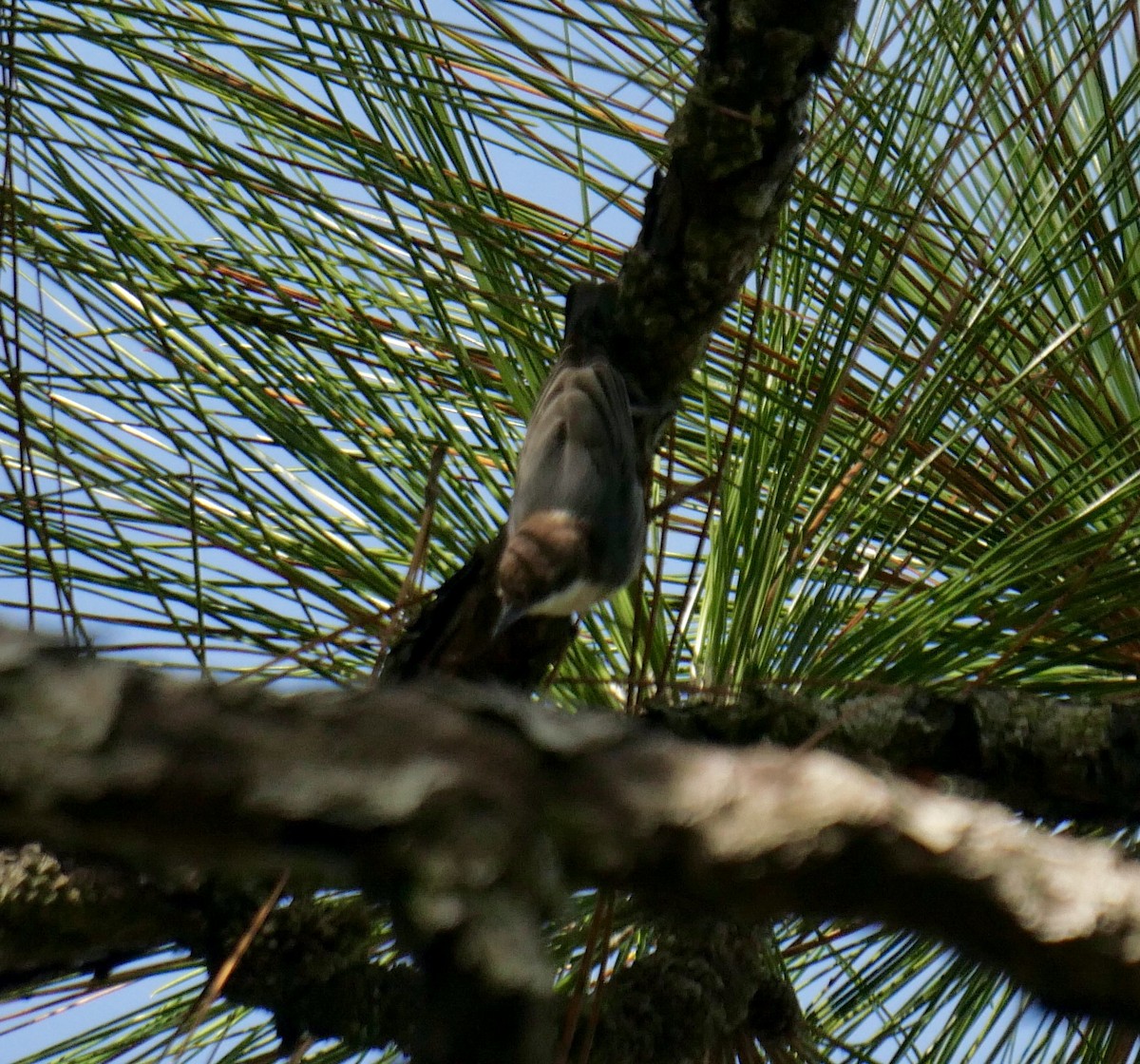 Brown-headed Nuthatch - ML609257578