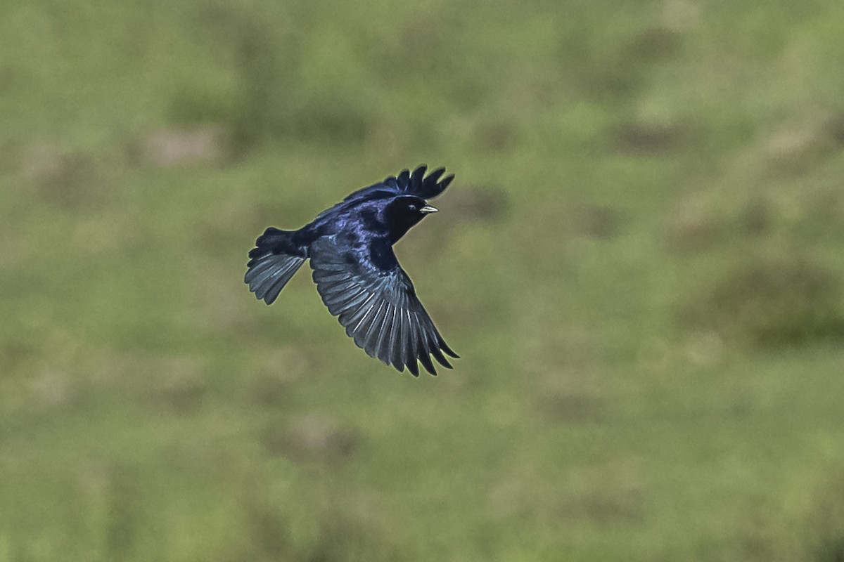 Shiny Cowbird - ML609257838