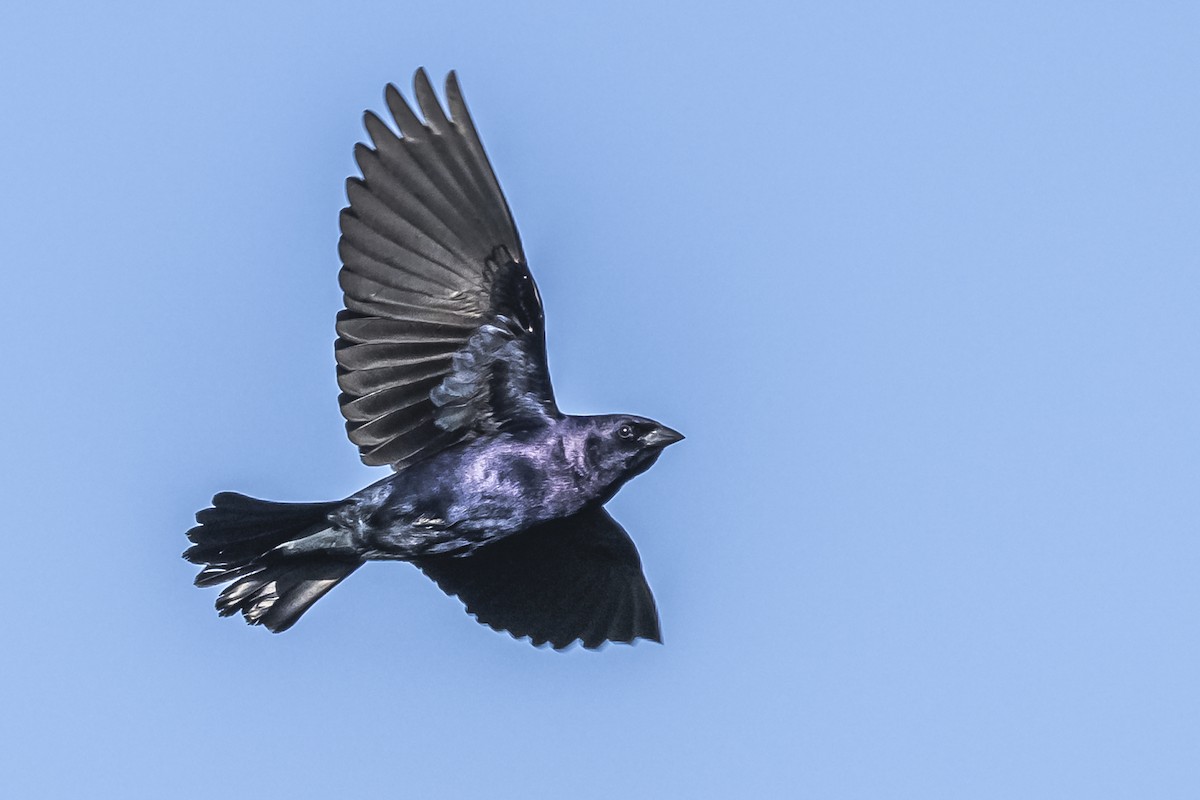Shiny Cowbird - ML609257852