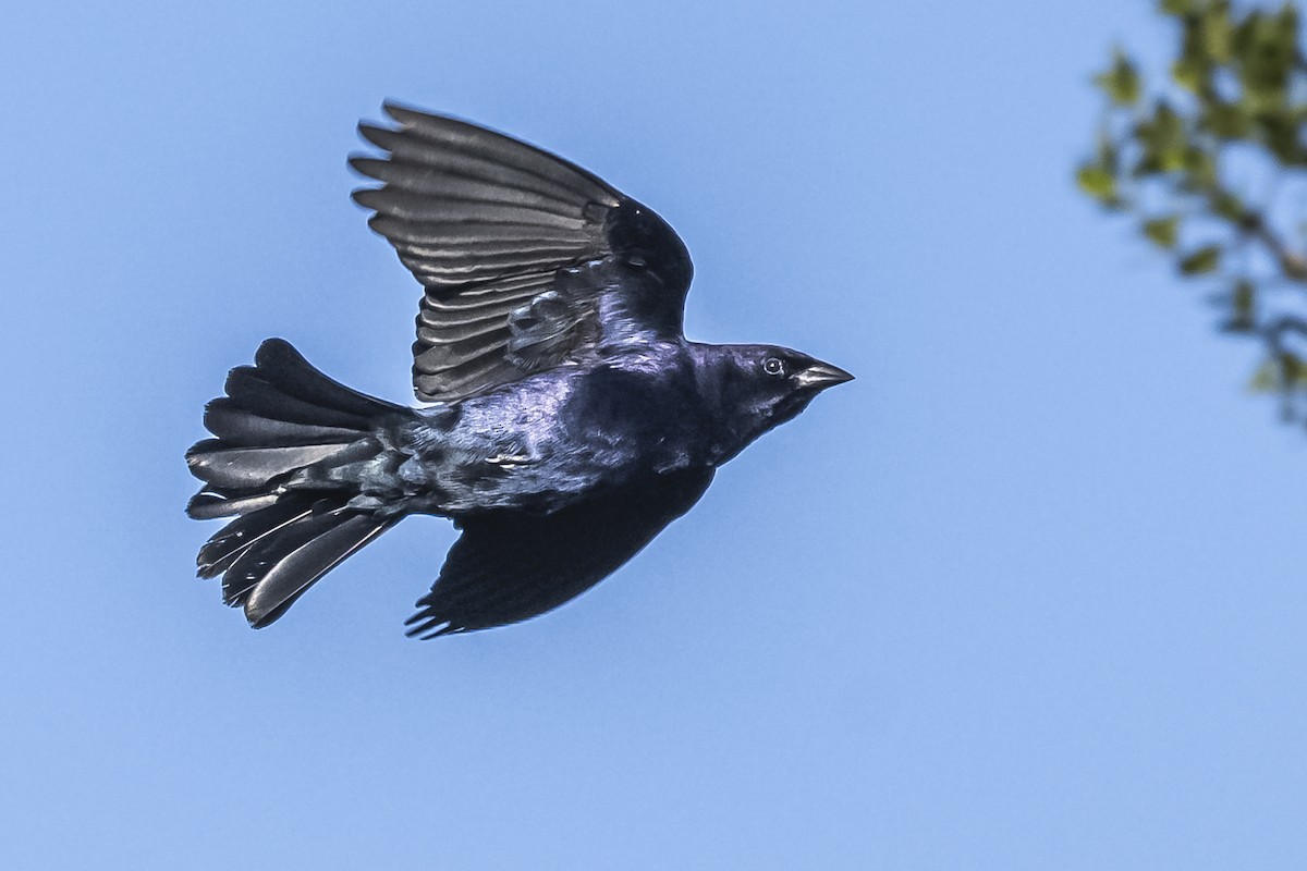 Shiny Cowbird - ML609257853