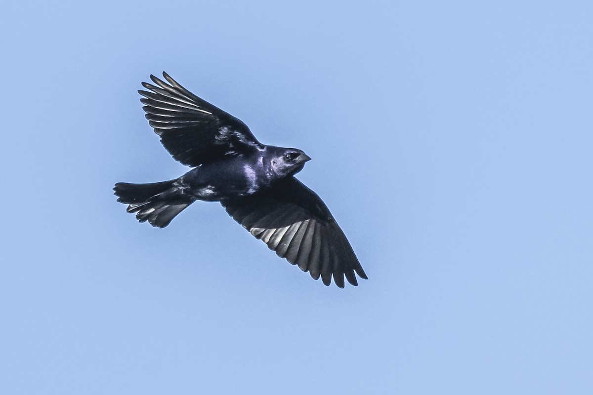 Shiny Cowbird - ML609257855
