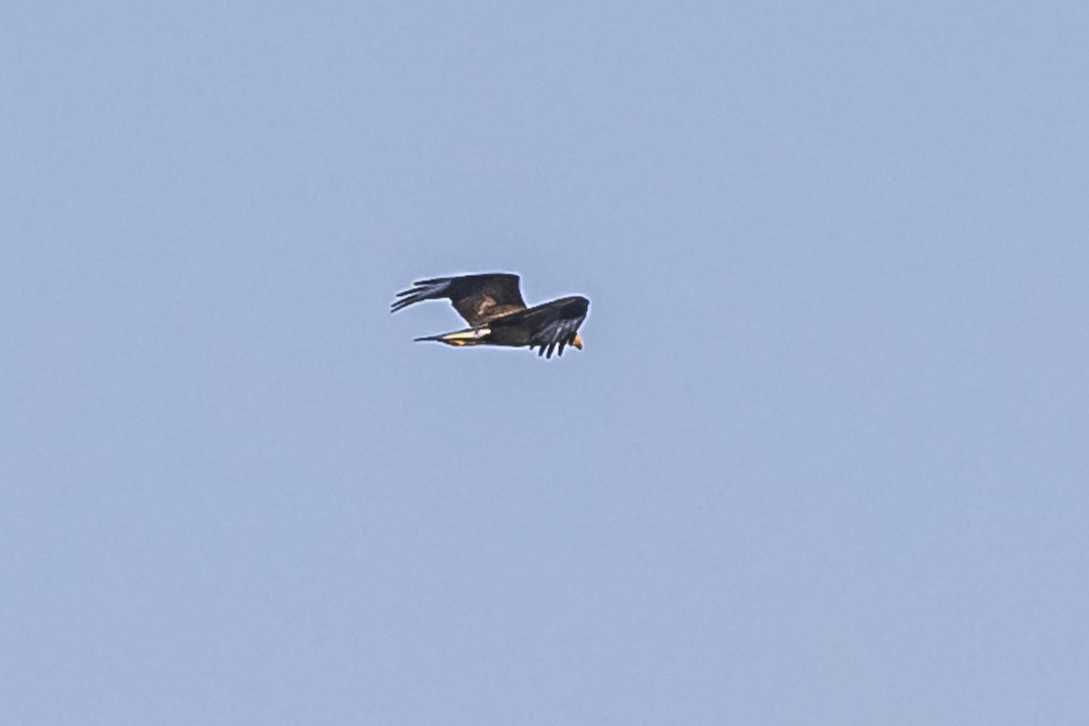 Crested Caracara - ML609257862