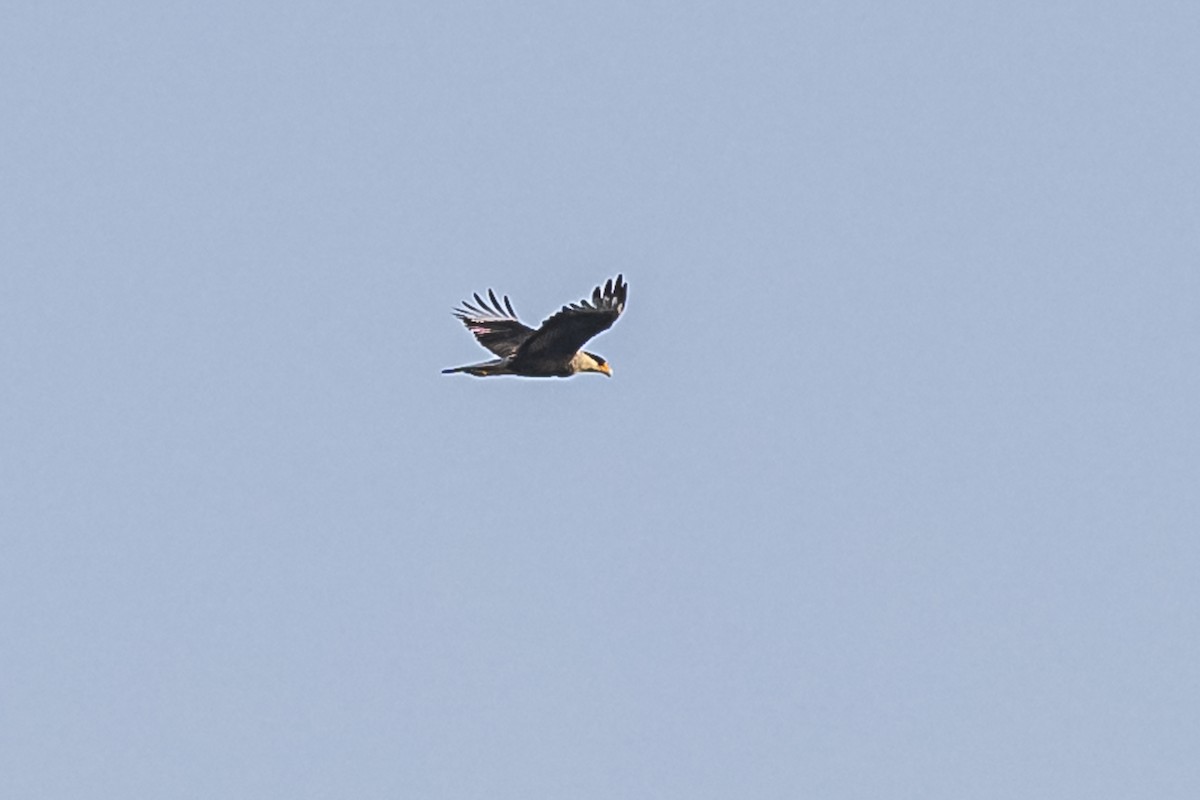 Crested Caracara - ML609257864