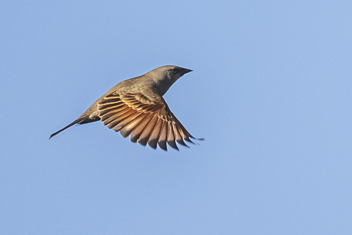 Grayish Baywing - ML609257887