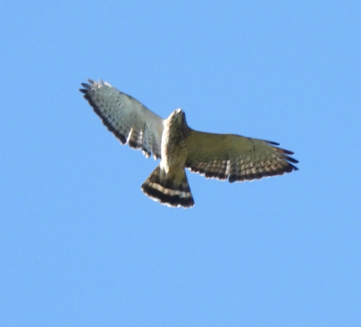 Broad-winged Hawk - ML609257889