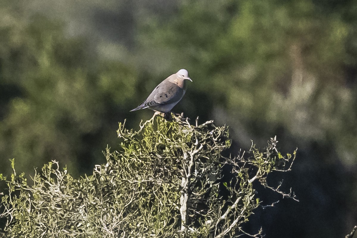 Eared Dove - ML609257895