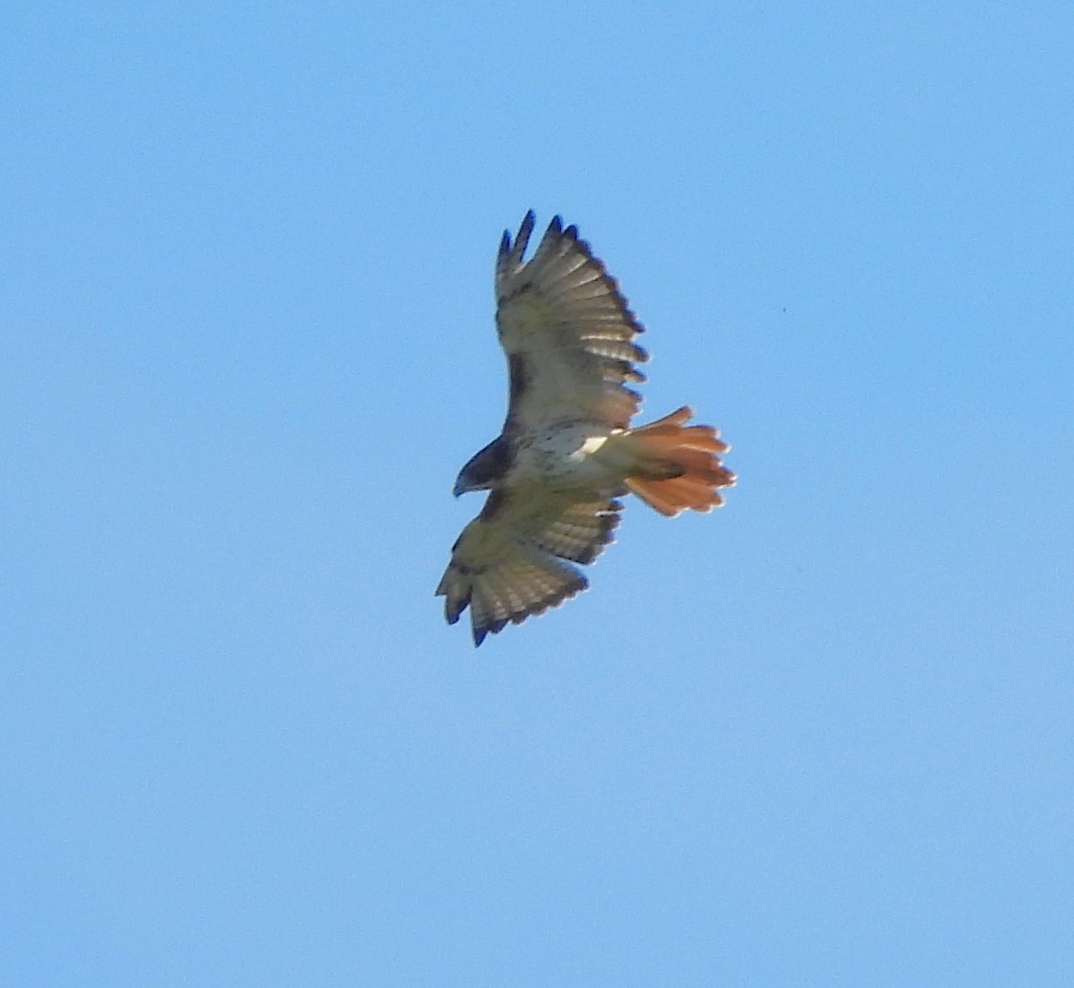 Red-tailed Hawk - ML609257896