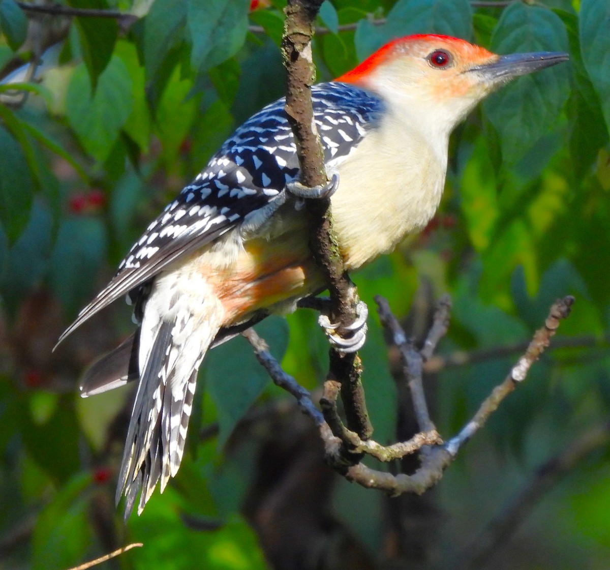 Red-bellied Woodpecker - ML609257906