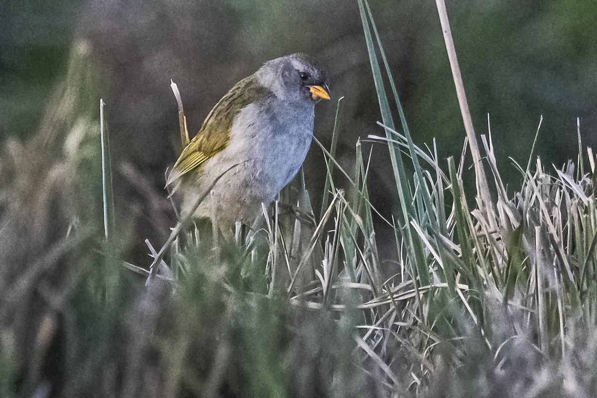 Great Pampa-Finch - ML609257935