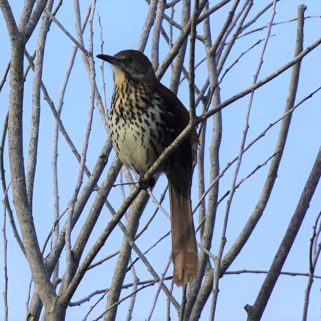 Brown Thrasher - ML609258217