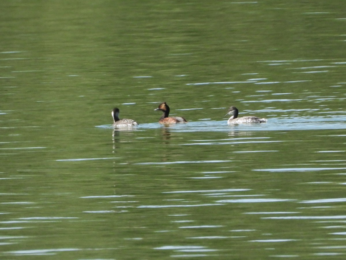 Ebird Checklist - 25 Sep 2023 - Fountain Hills Lake - 23 Species (+1 