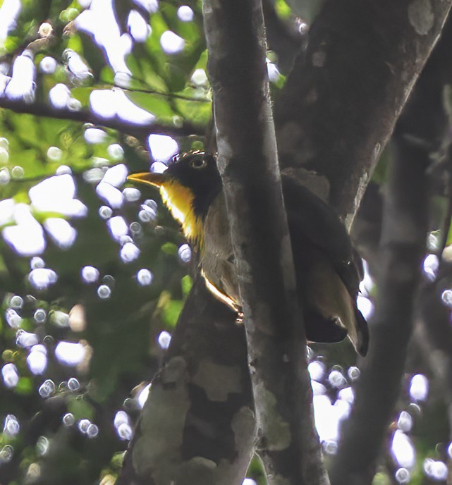 Yellow-throated Cuckoo - ML609259348