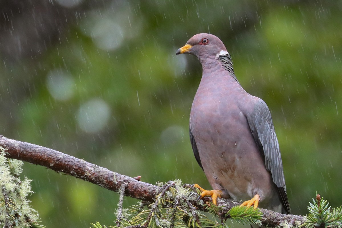 Band-tailed Pigeon - ML609259583