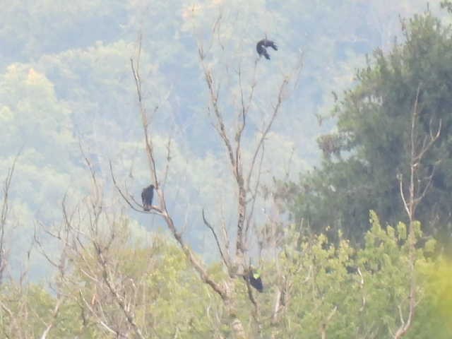 Black Vulture - ML609259773