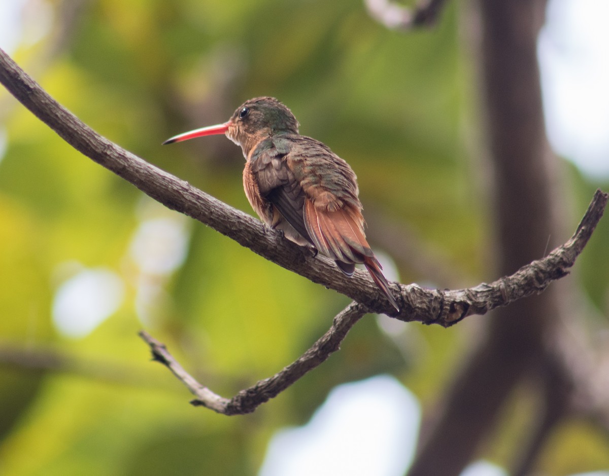 kanelkolibri - ML609259852