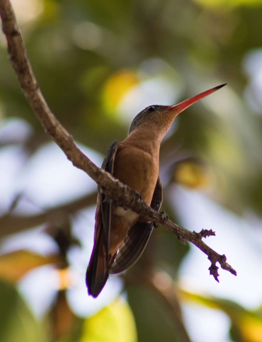 kanelkolibri - ML609259854