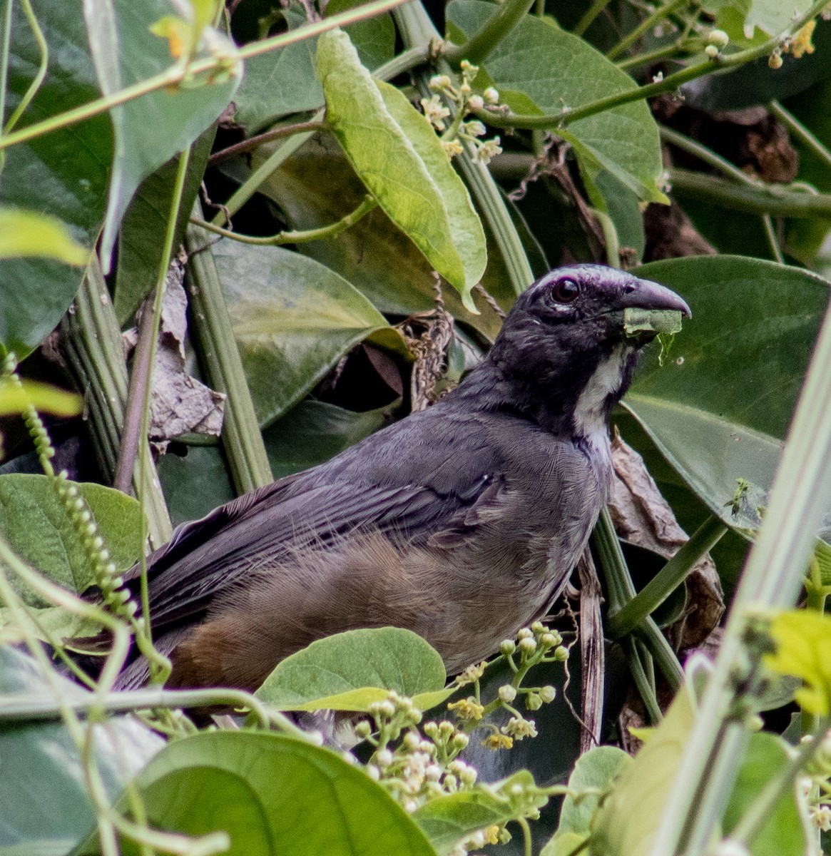 Cinnamon-bellied Saltator - ML609259936