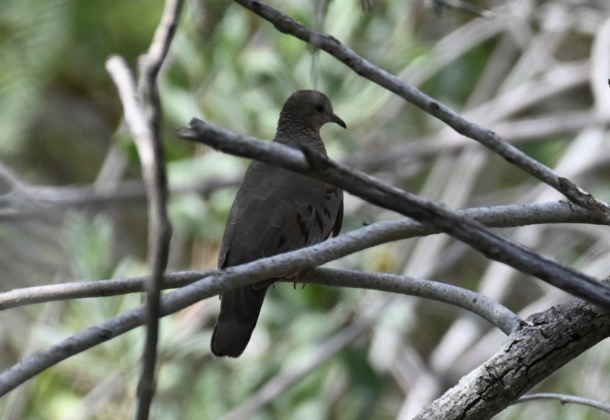 eBird Checklist 25 Sep 2023 Texas A&MCorpus Christi 37 species