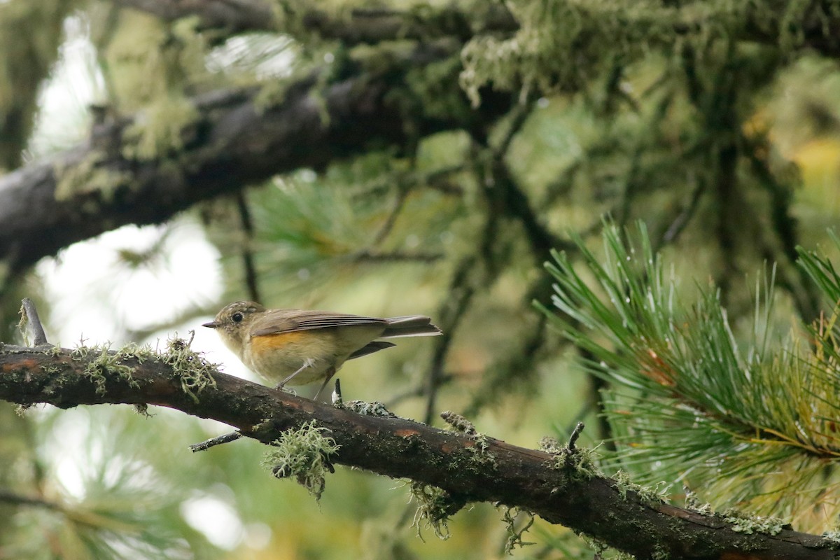 Red-flanked Bluetail - ML609260317