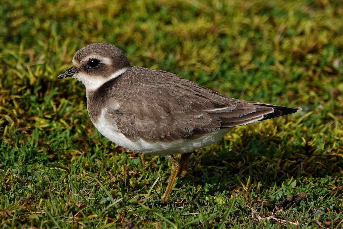 Common Ringed Plover - ML609260464
