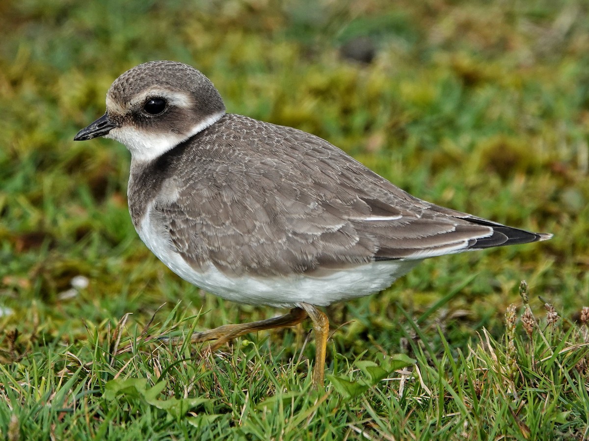 Common Ringed Plover - ML609260466