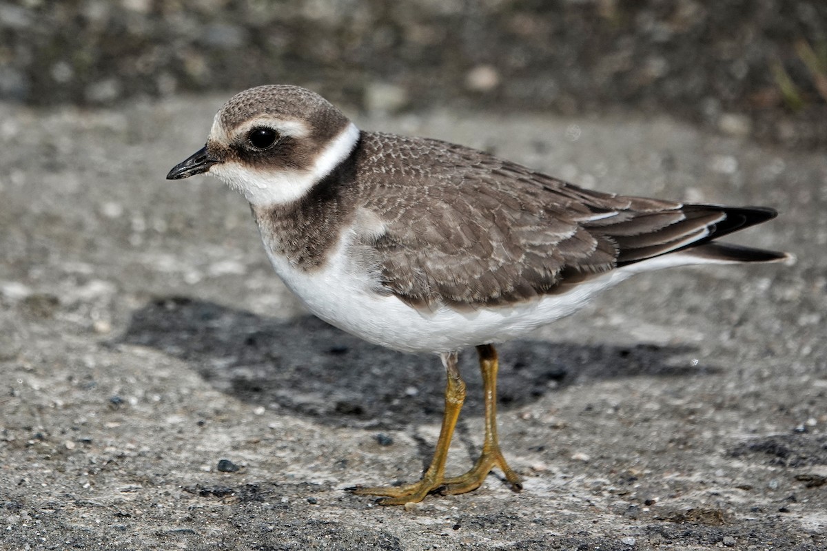 Common Ringed Plover - ML609260468