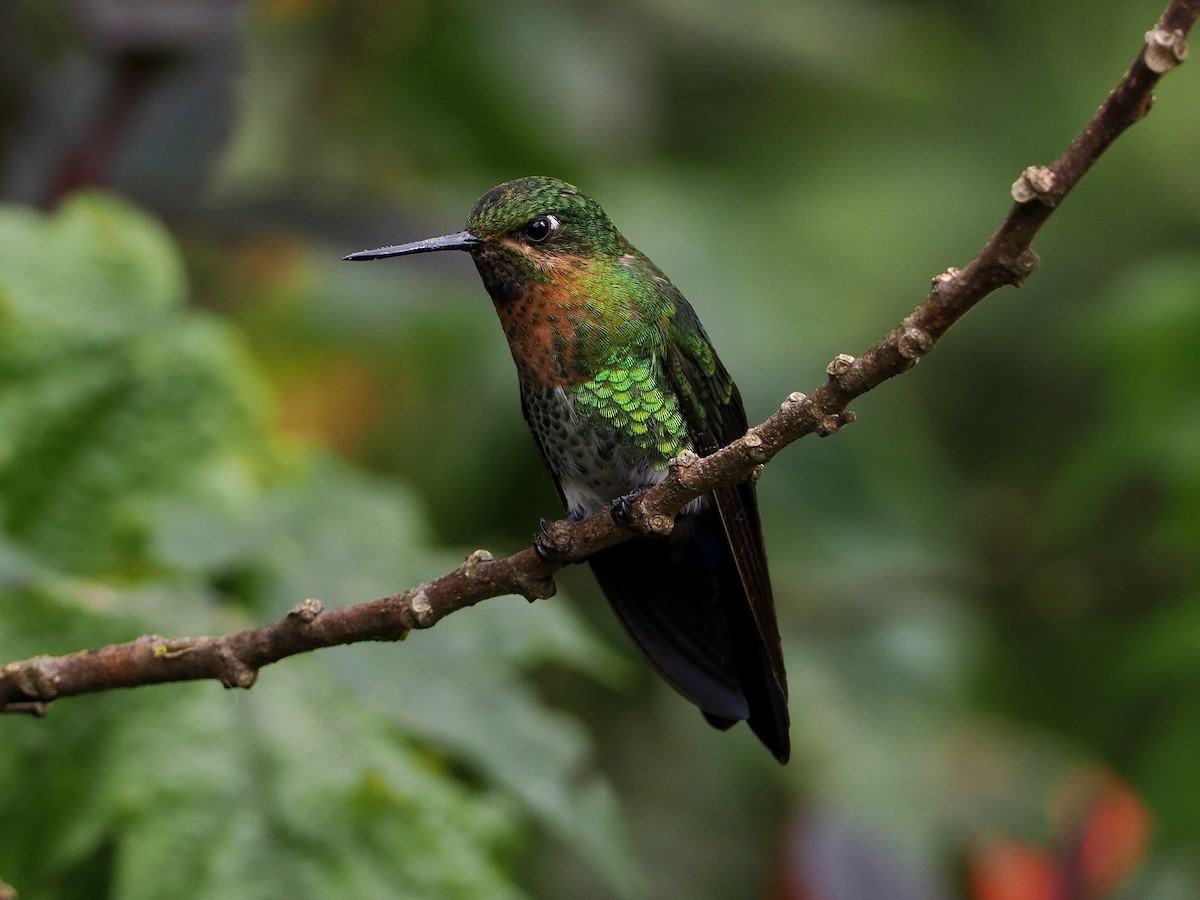 Glowing Puffleg - ML609260508