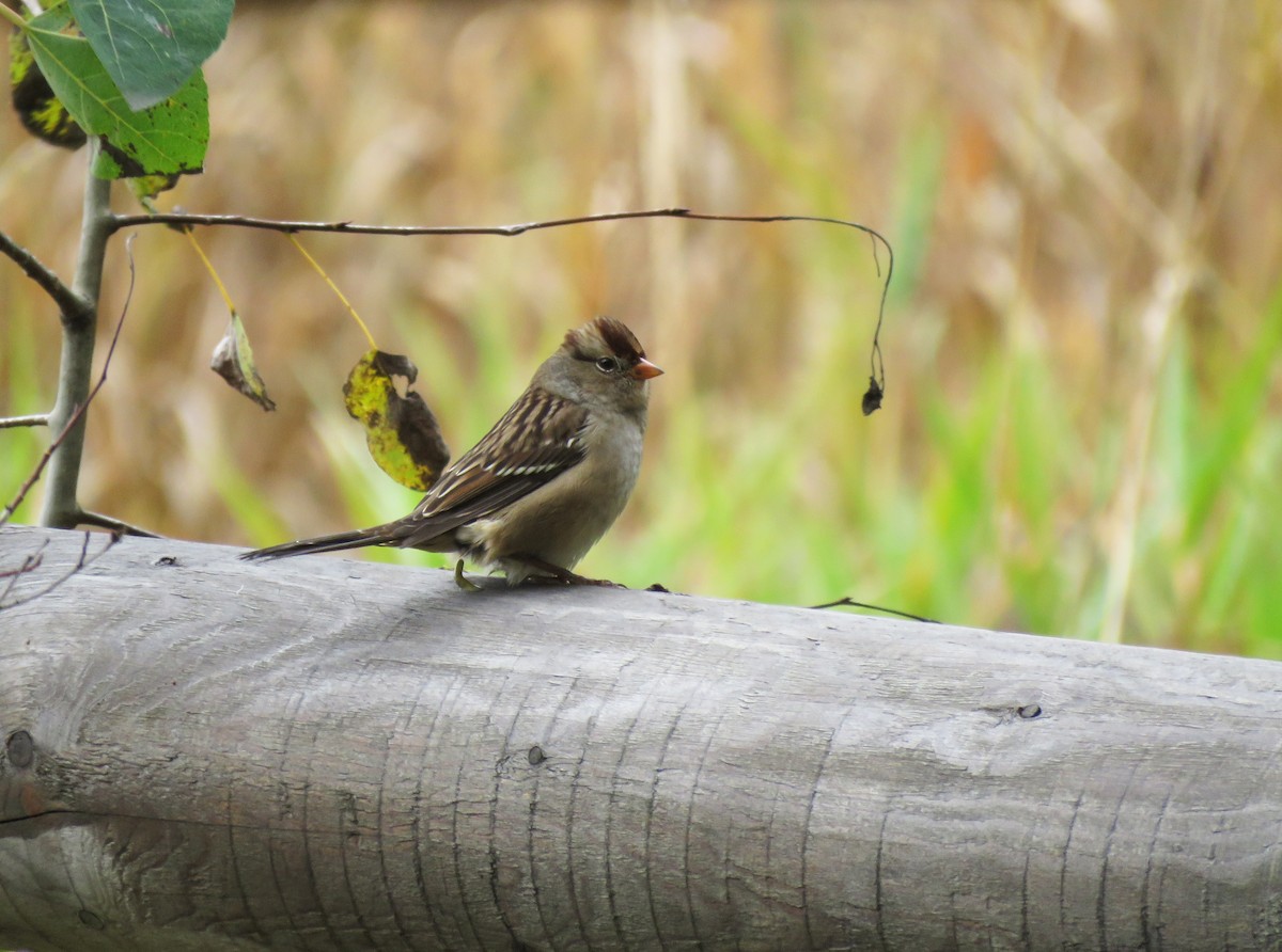 White-crowned Sparrow - ML609260560