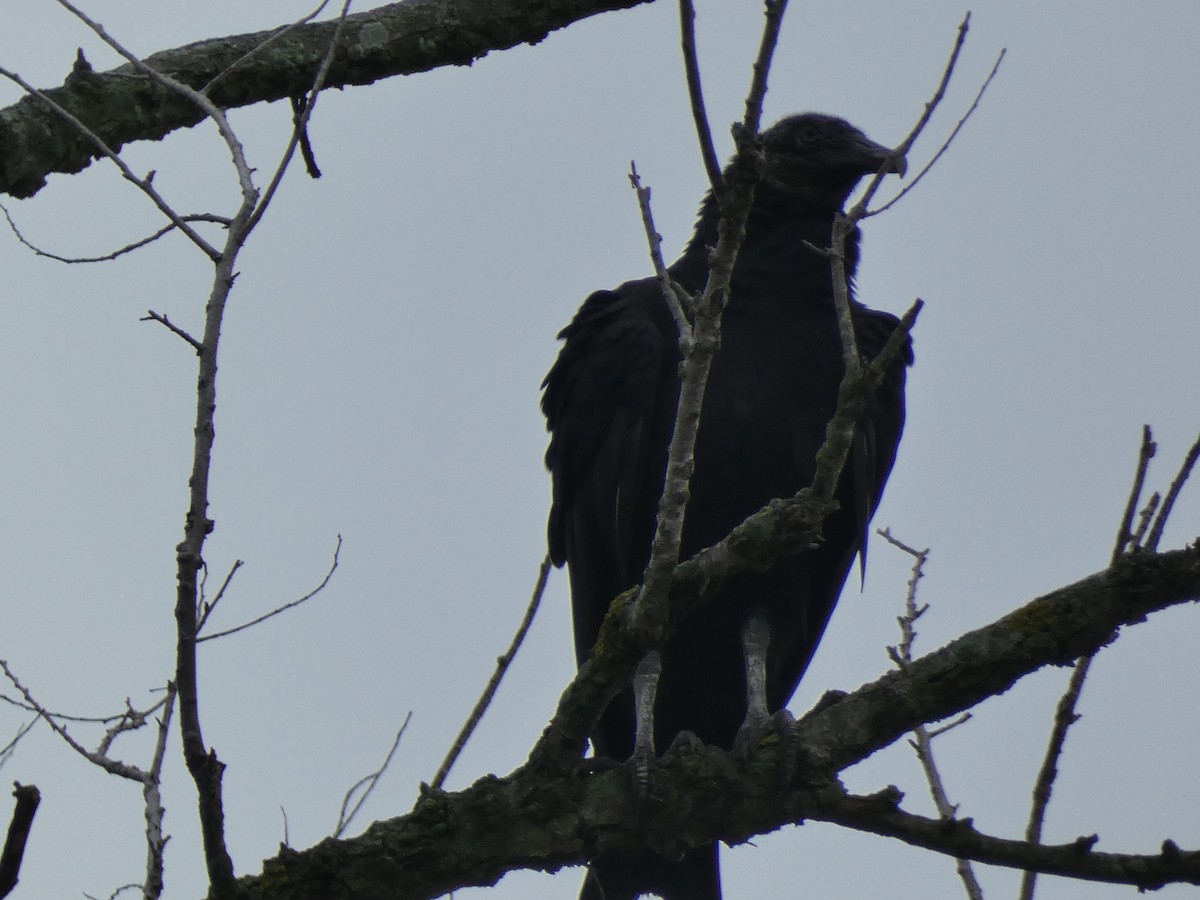 Black Vulture - ML609261140