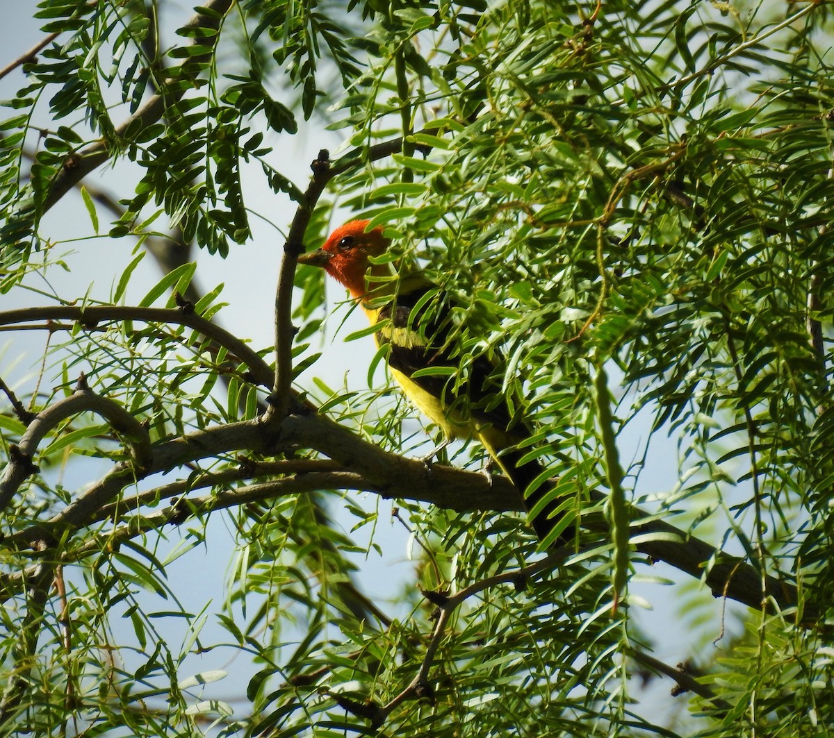 Western Tanager - ML609261867