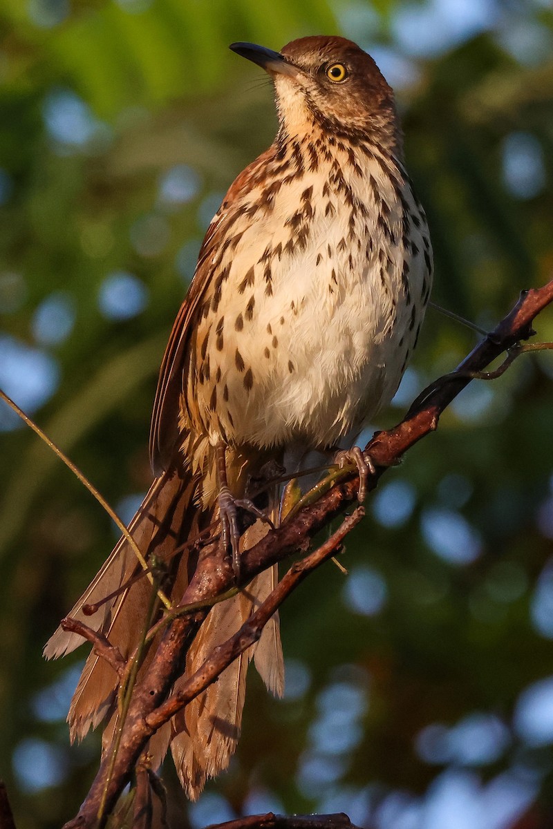 Brown Thrasher - ML609261880