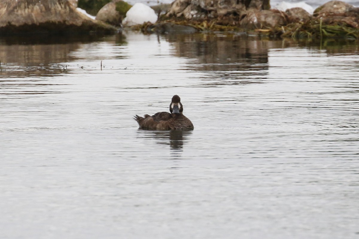 Greater Scaup - ML609262040