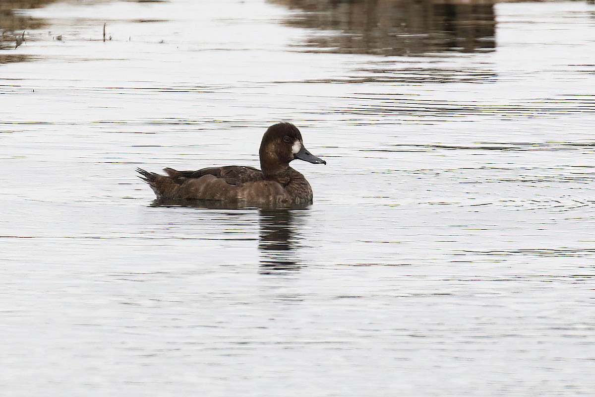 Greater Scaup - Kyle Gage