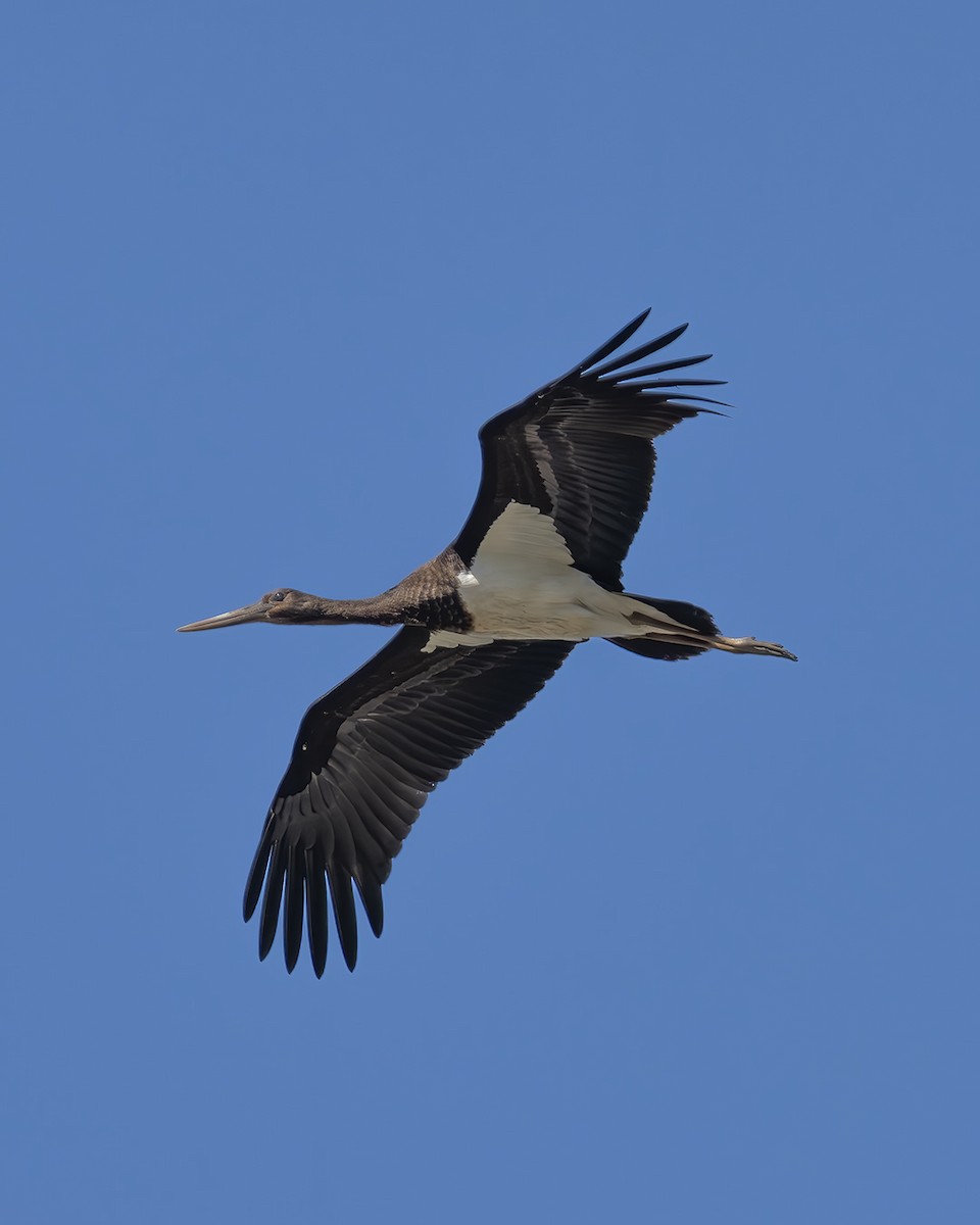 Black Stork - ML609262050