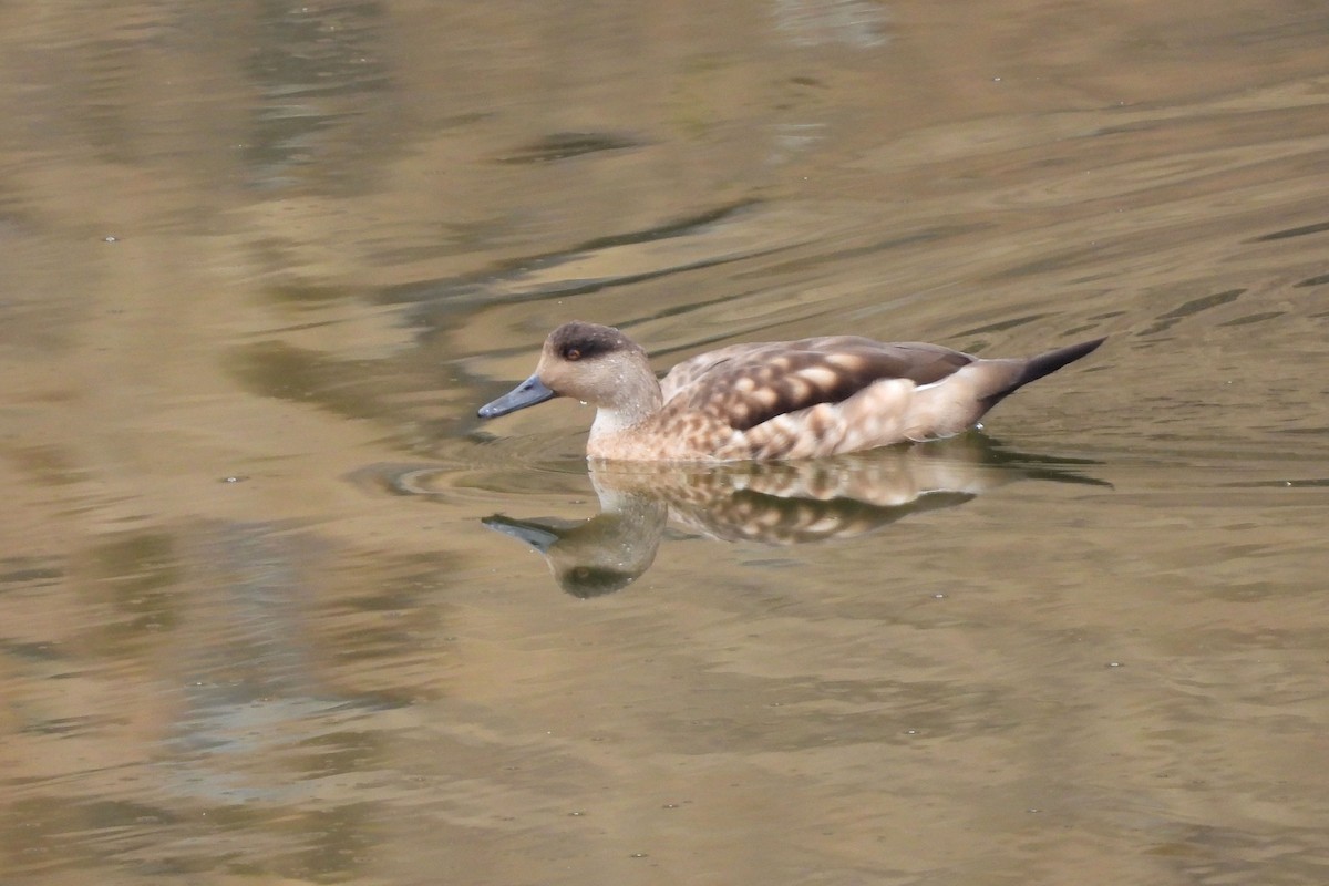 Crested Duck - ML609262142